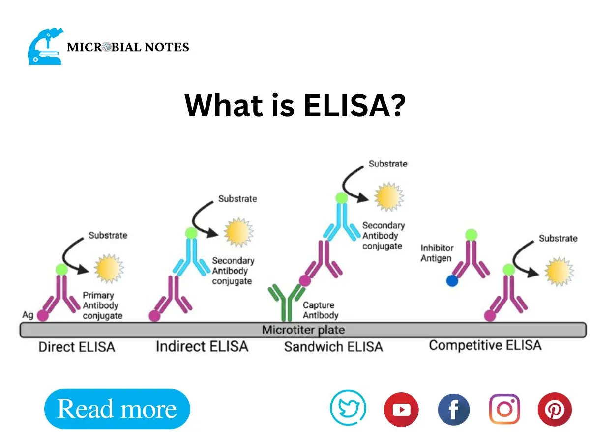 What Is Enzyme Linked Immunosorbent Assay Elisa Microbial Notes