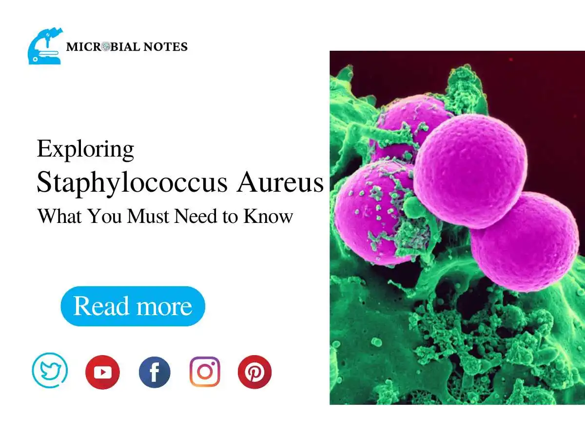 Exploring Staphylococcus Aureus What You Must Need To Know